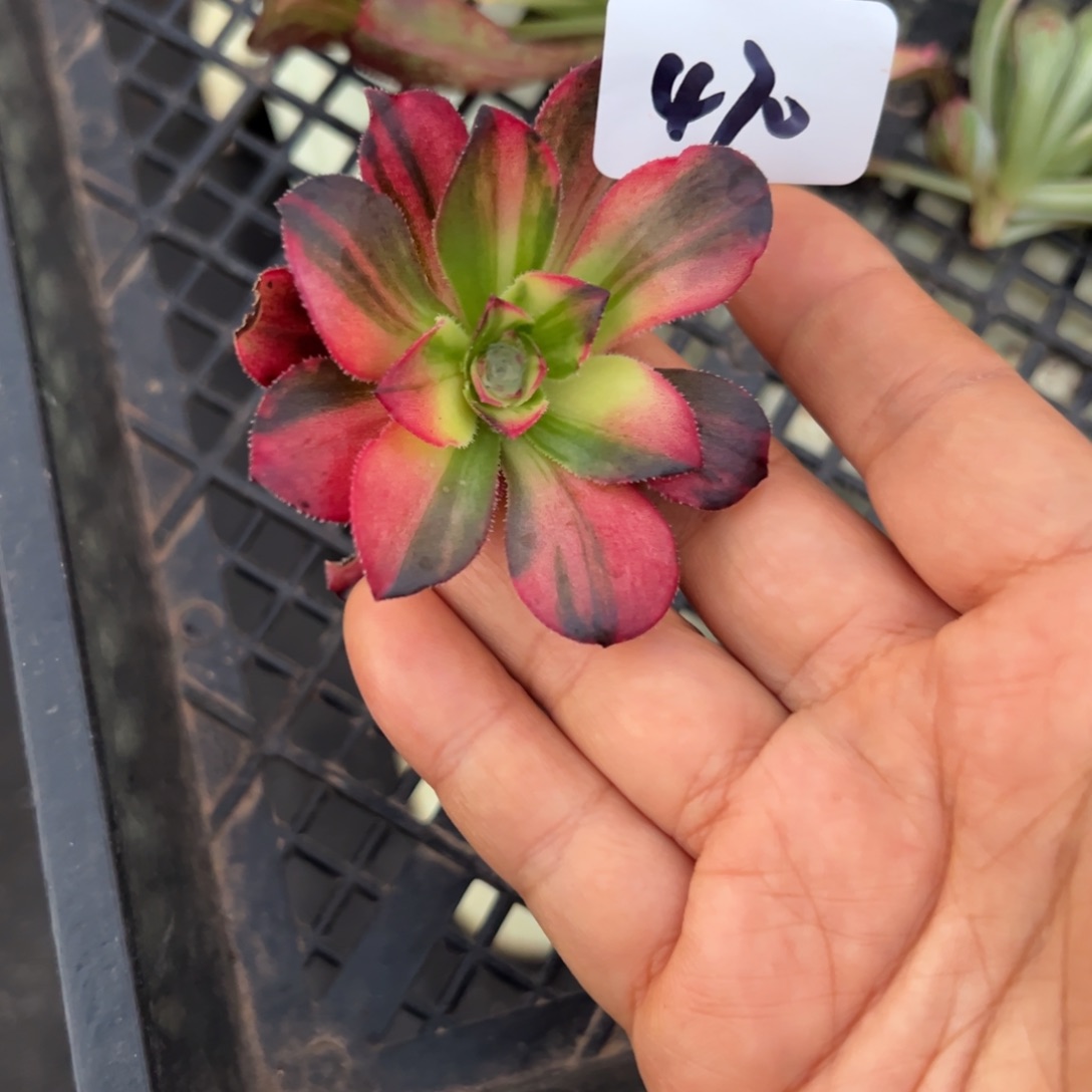 470花蝴蝶嫁接秋天多肉