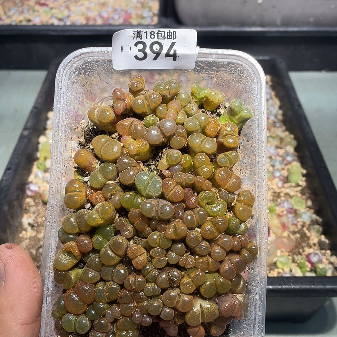 394当天凑满十八元包邮生石花
