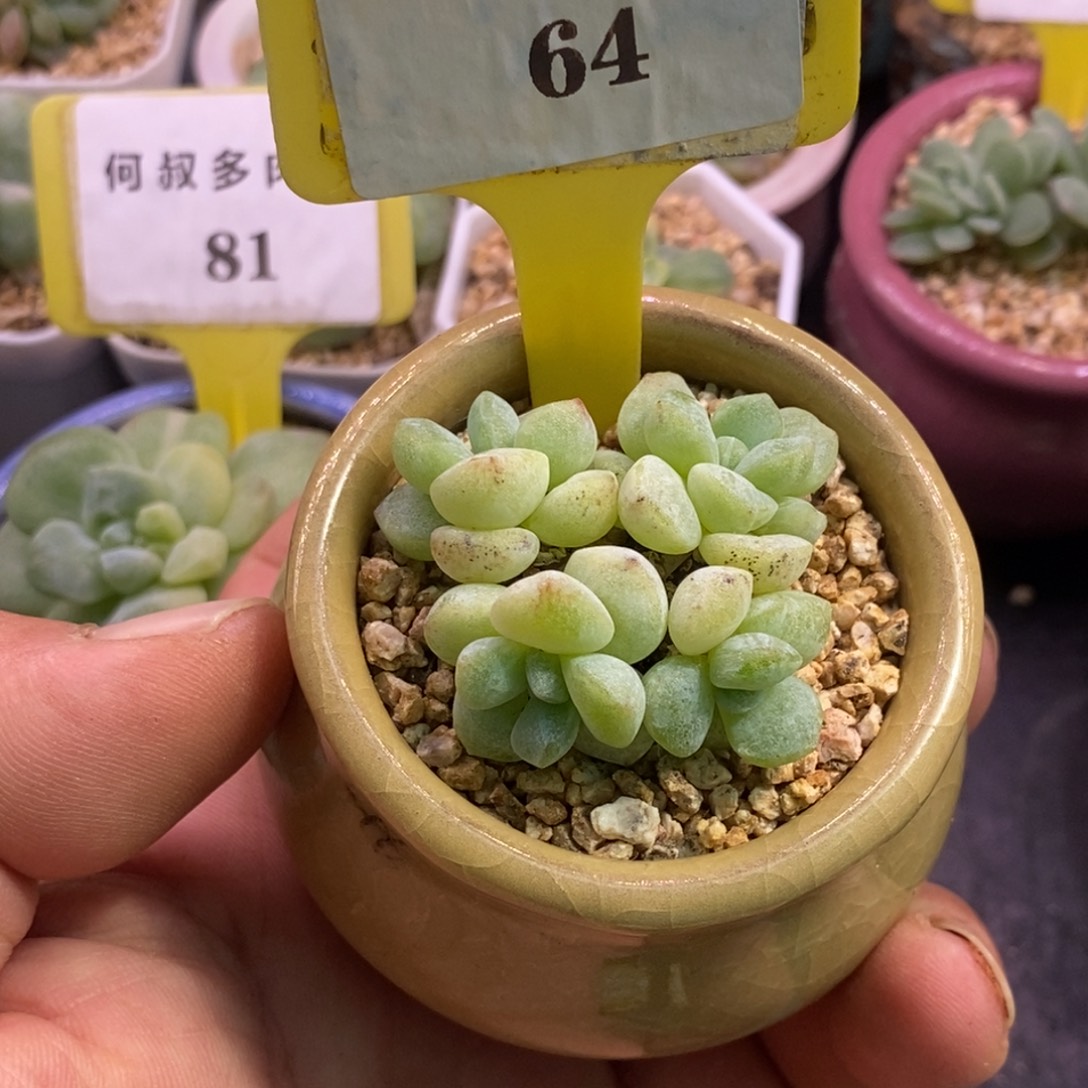 664冰玉石化丸叶趴地四头……