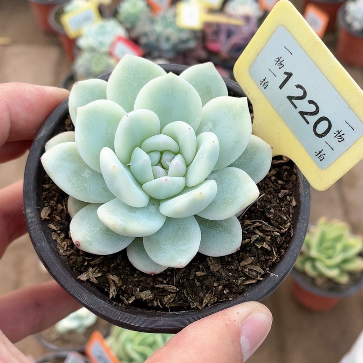 【闪购商品】1220号