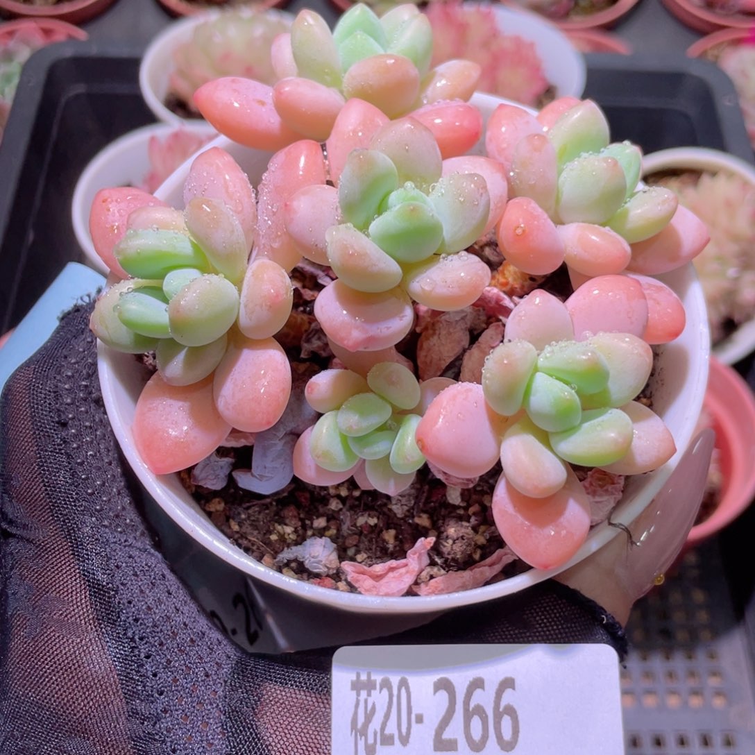 花利美20-266洛神群