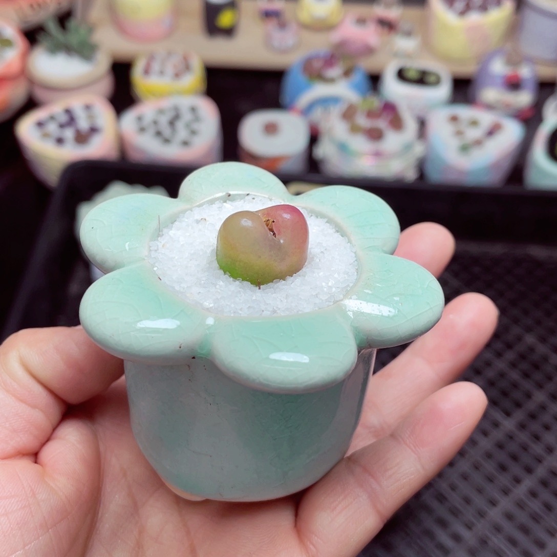 w5768 -零下地区拍保温箱-15支持寄养