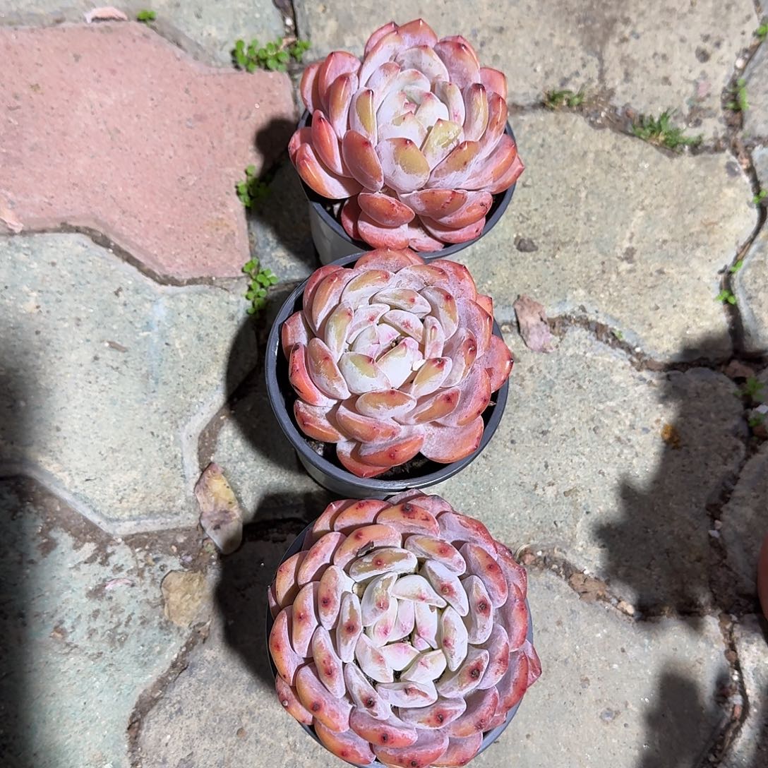 雪天使单头多肉植物精品