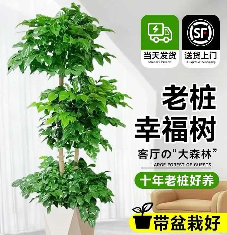 【1.4-1.6米】三层老桩绿宝幸福树净化空气甲醛室内大型绿植