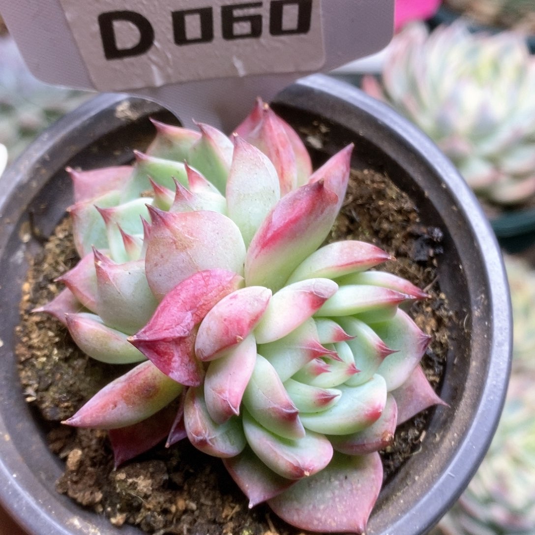 060锦锦锦锦锦锦