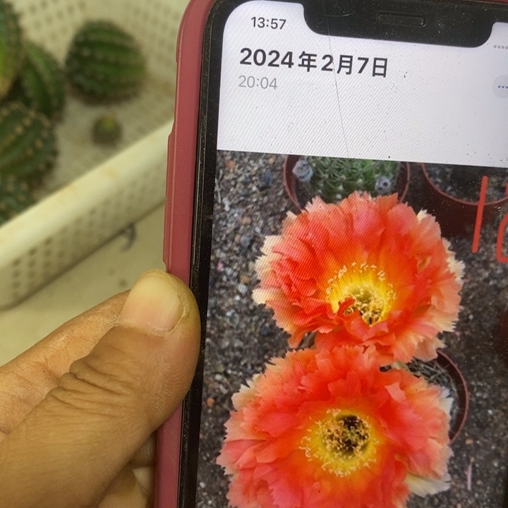 凤羽18侧芽包邮一个