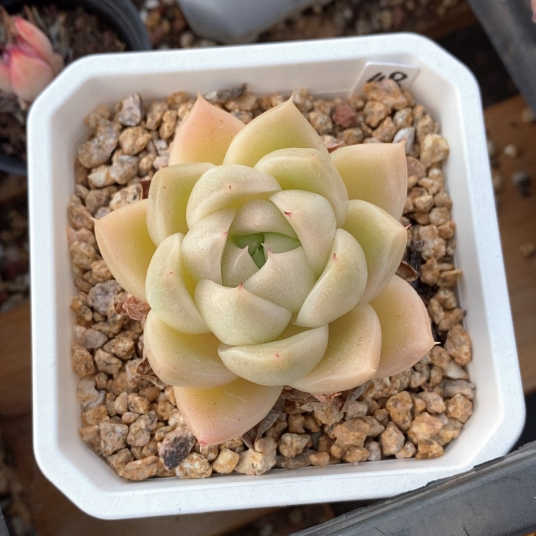 精品多肉一物一拍不包整209