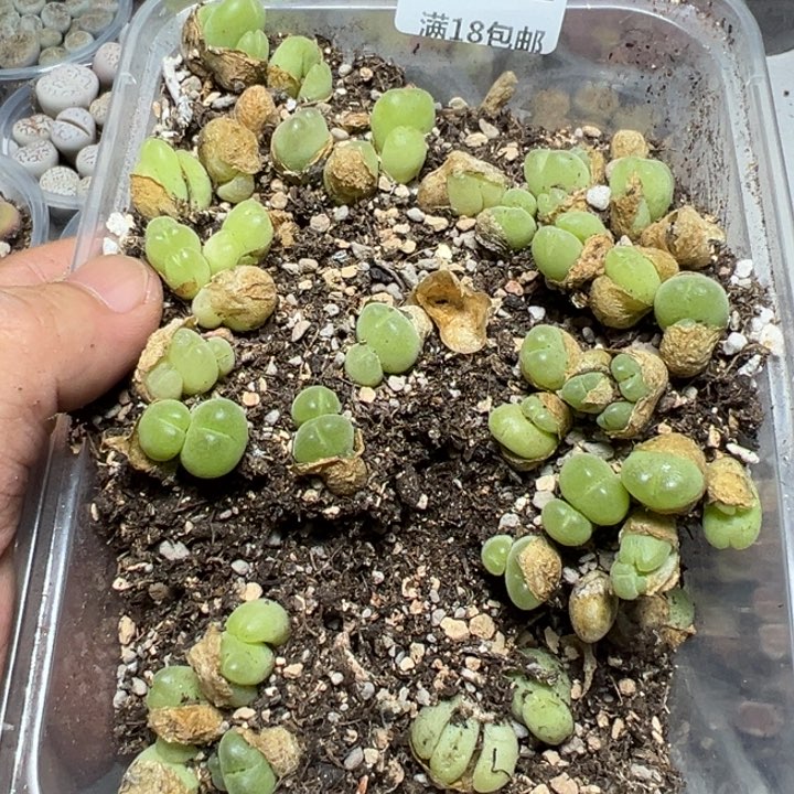 【闪购商品】 1031。         