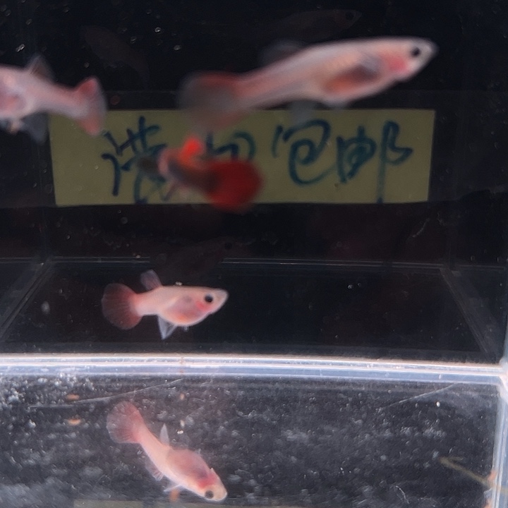 孔雀鱼野红玻璃猫