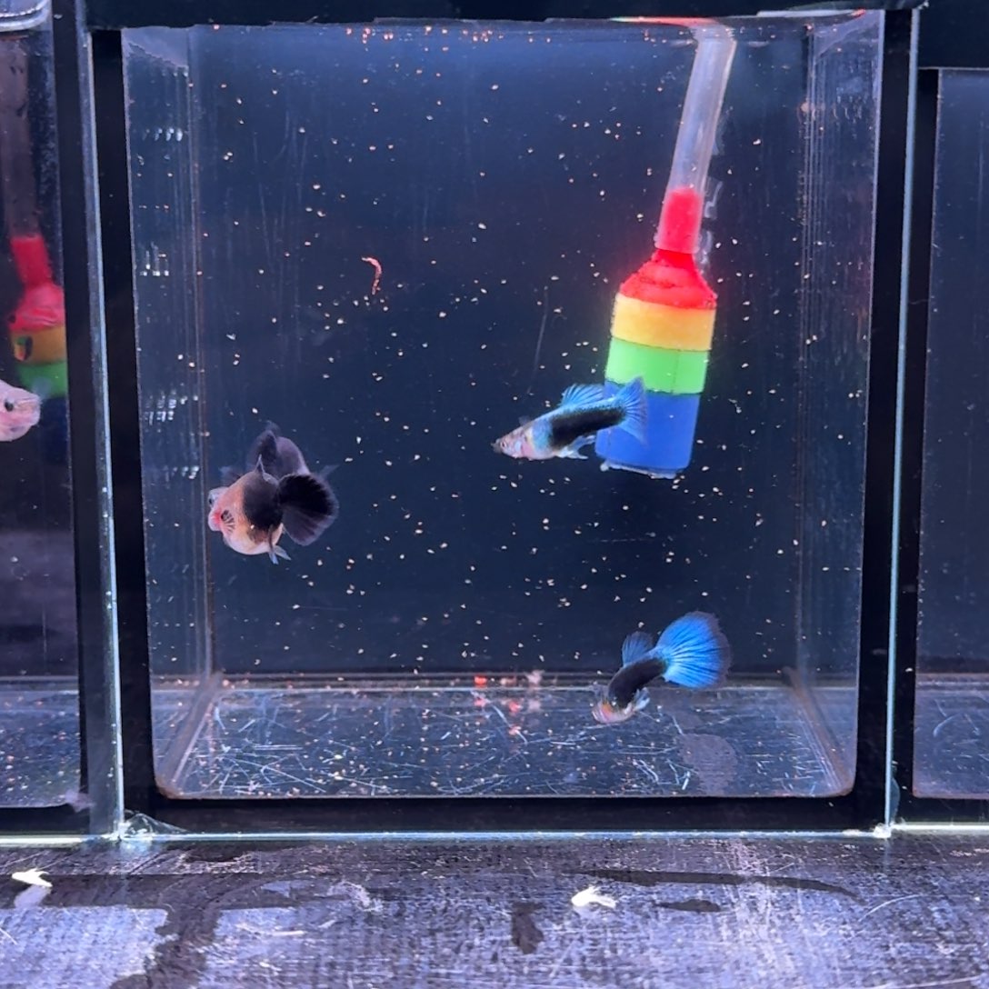 孔雀鱼蓝礼服2对