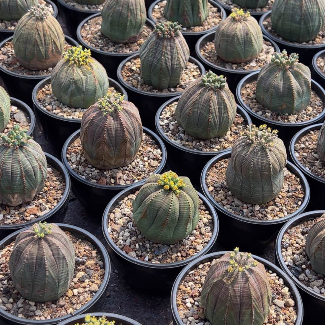 m欧系布纹球一物一拍带盆