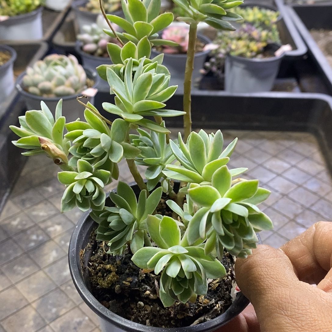 05105薄化妆锦多肉植物