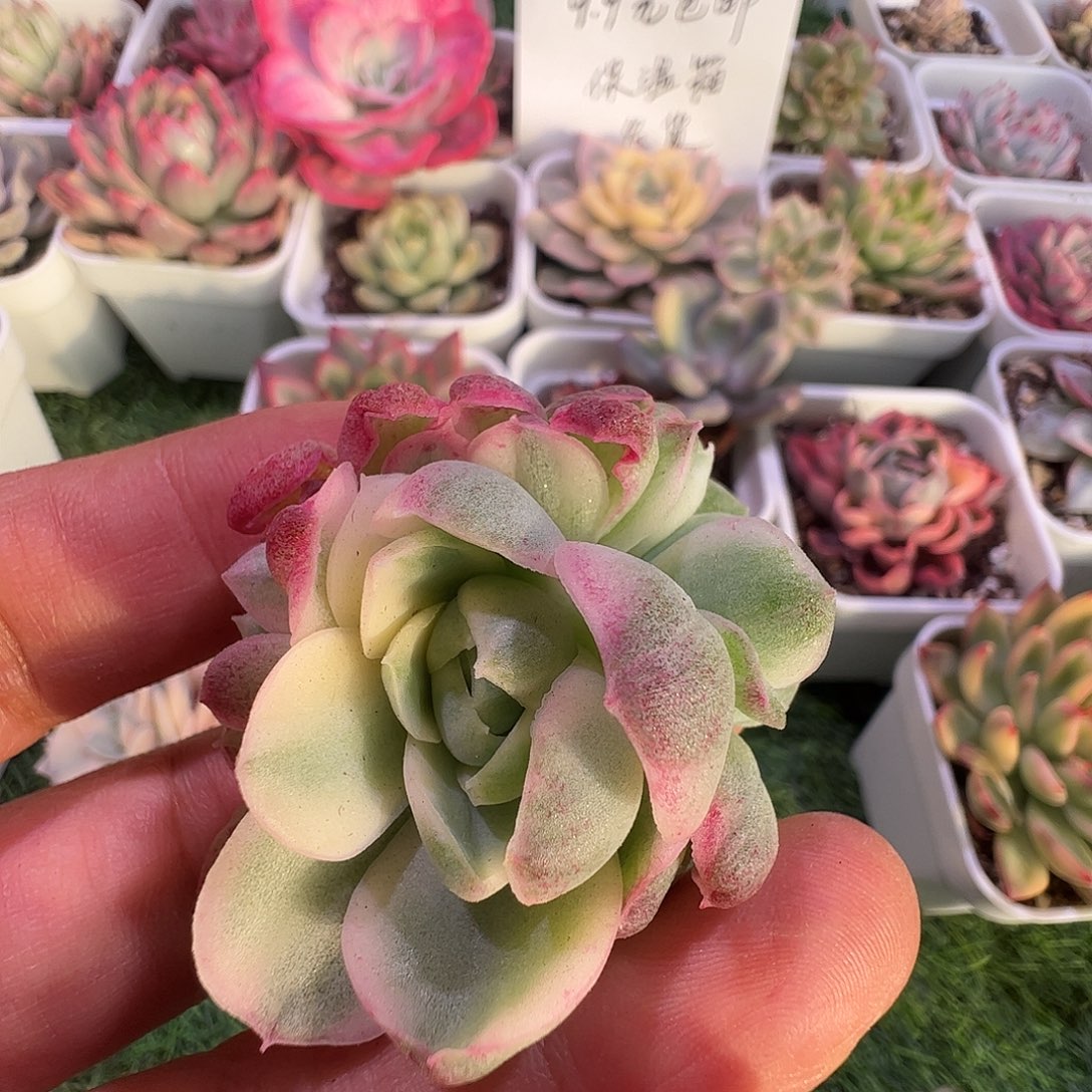 严***言多肉植物多肉植物