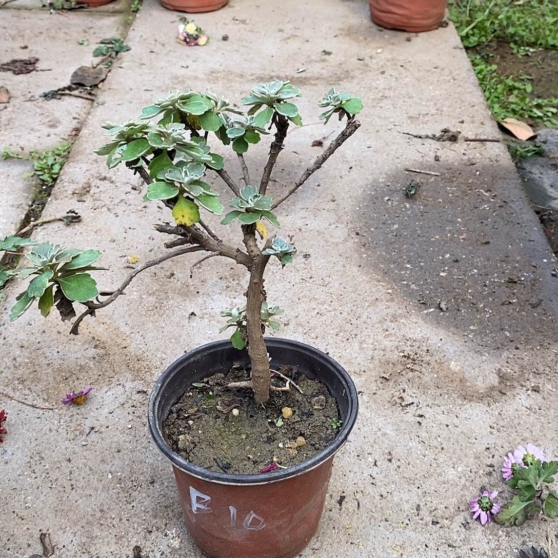 心***琴完全开放菊花菊花