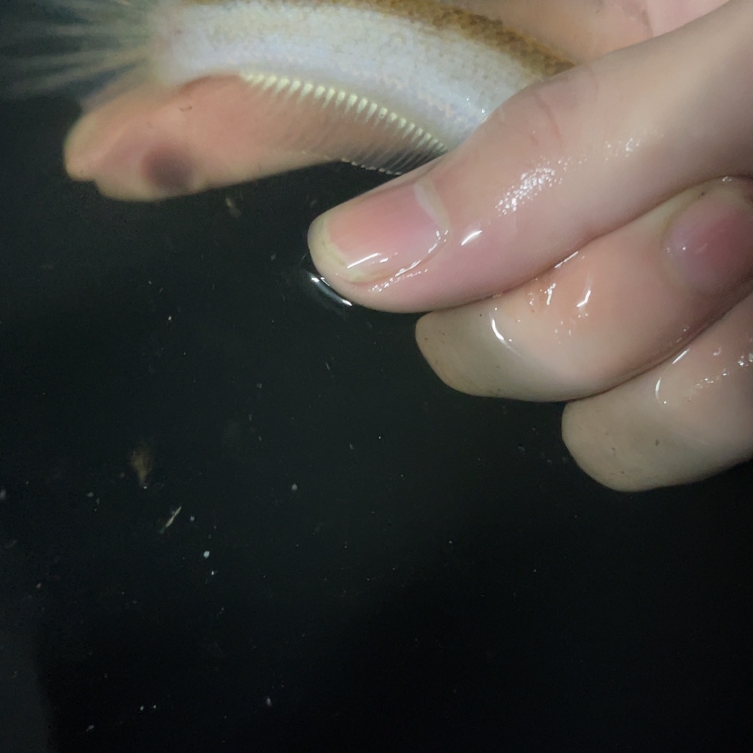 雷龙鱼幻红变异的