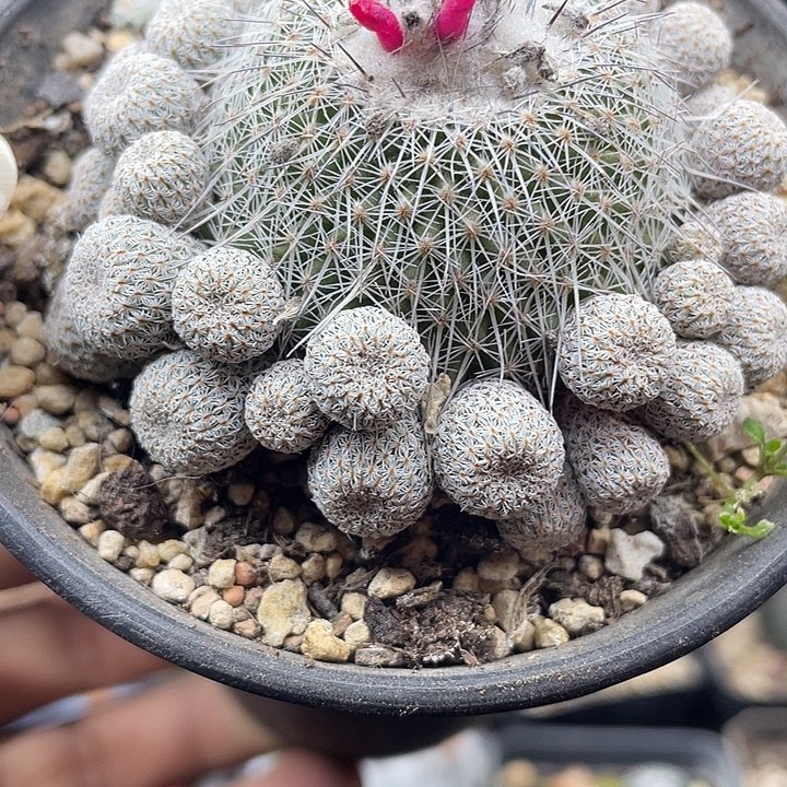乌月丸群一颗包邮