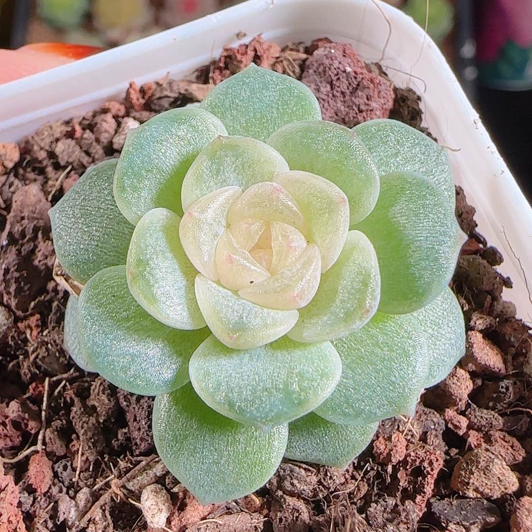 1028--438柔情一物一拍