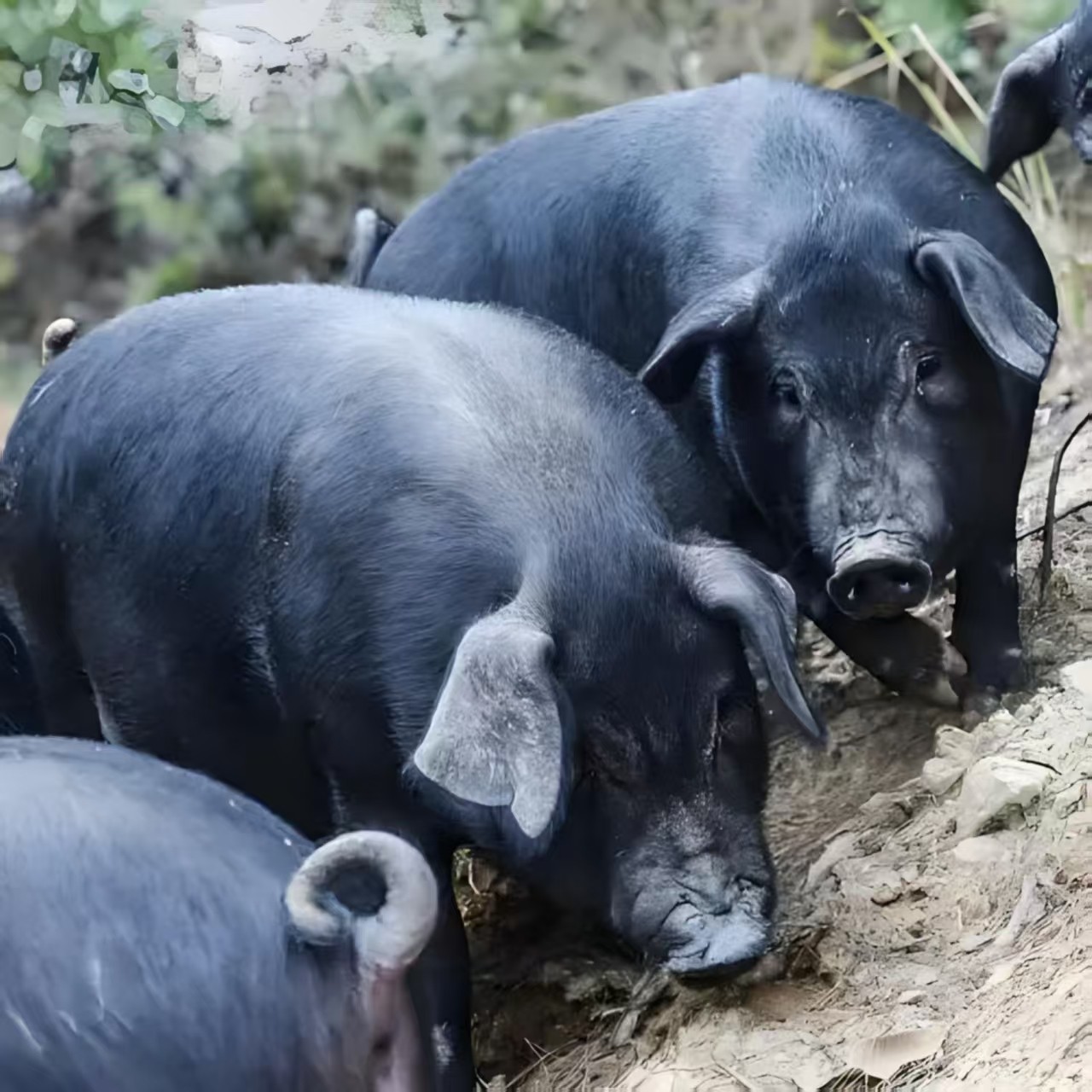 恩施高山土猪肉 放心肉 公共链接 一物一拍