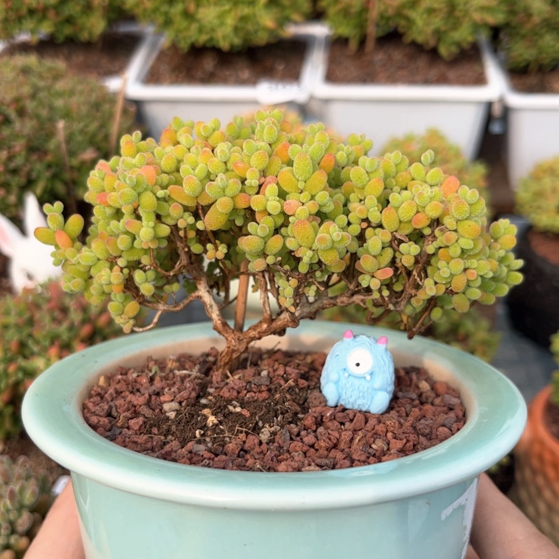 129金桔可爱多肉植物