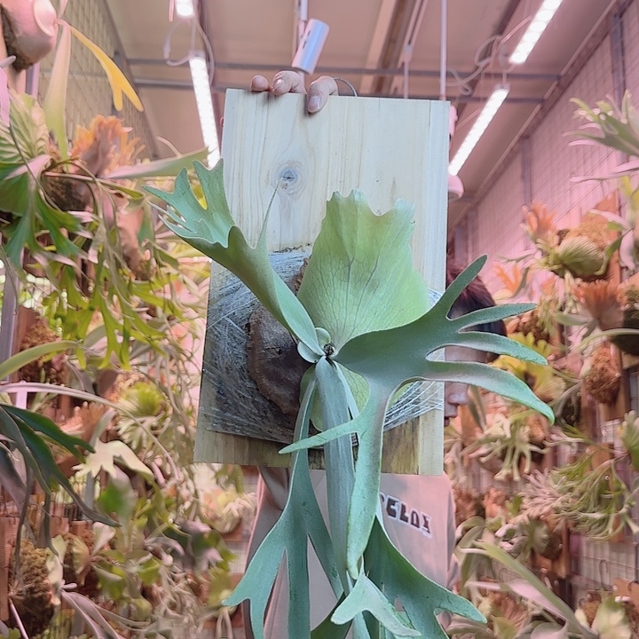 无花朵黄月a55。    