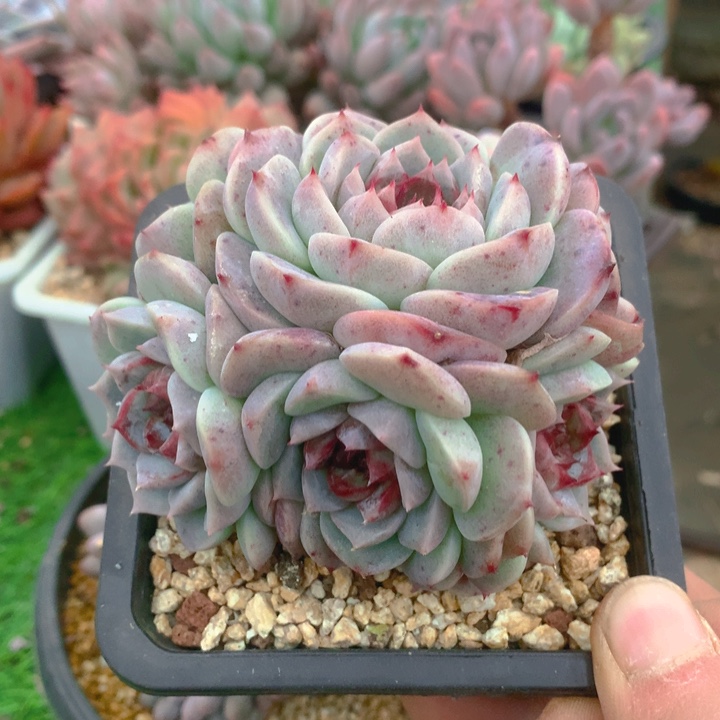 多肉乐园精品天鹅绒