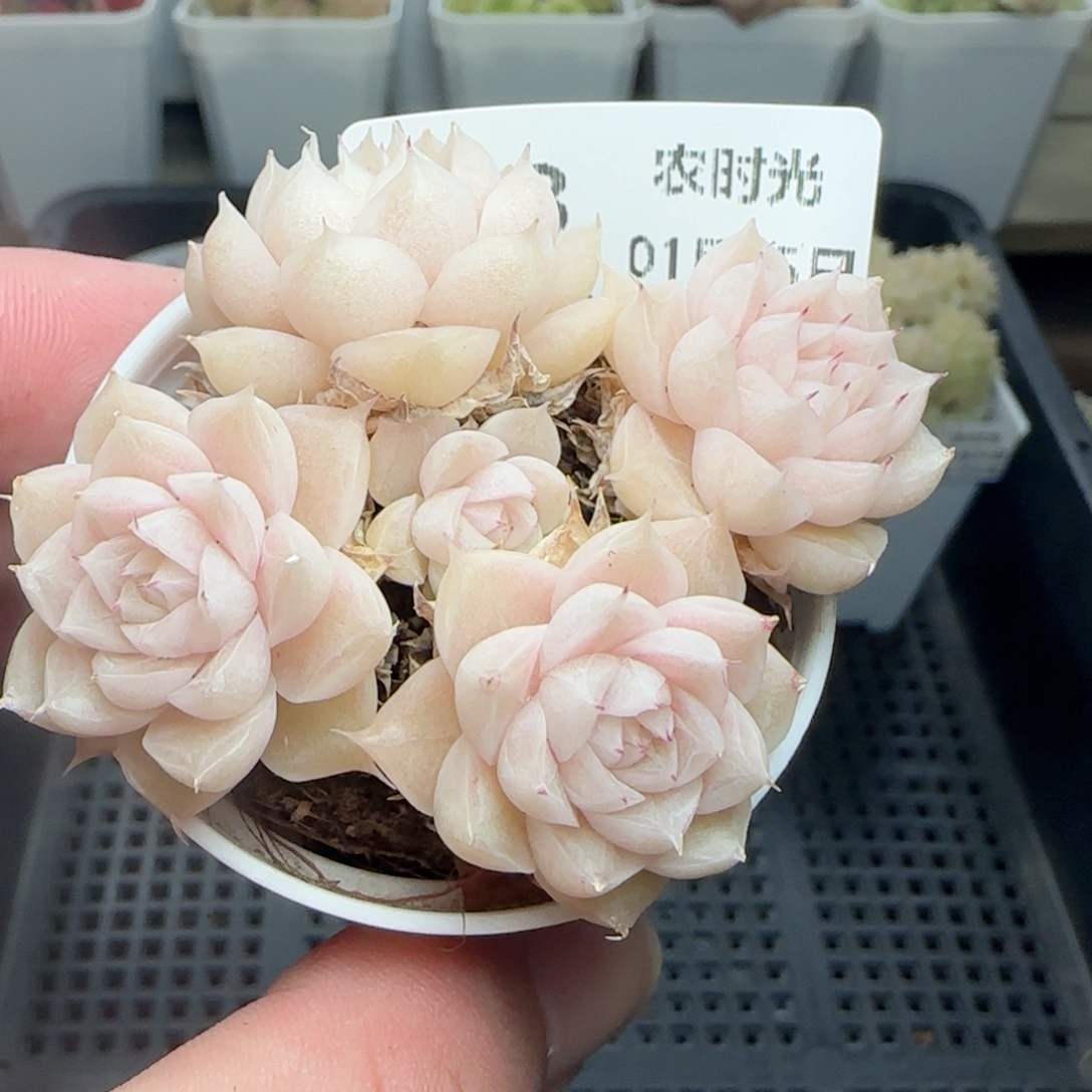 0125-138花朵优选