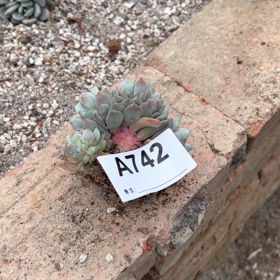 742多肉多肉多肉多