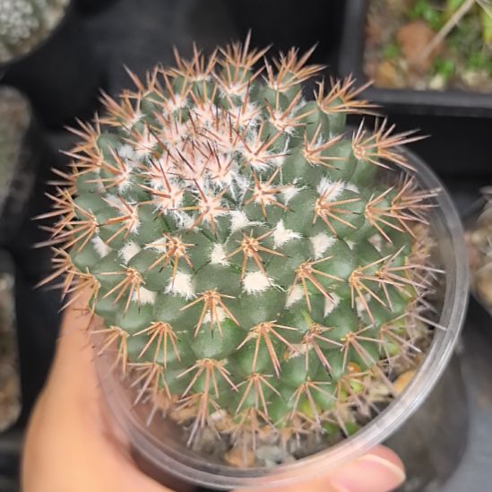 实生茶仙丸直径7带土发货