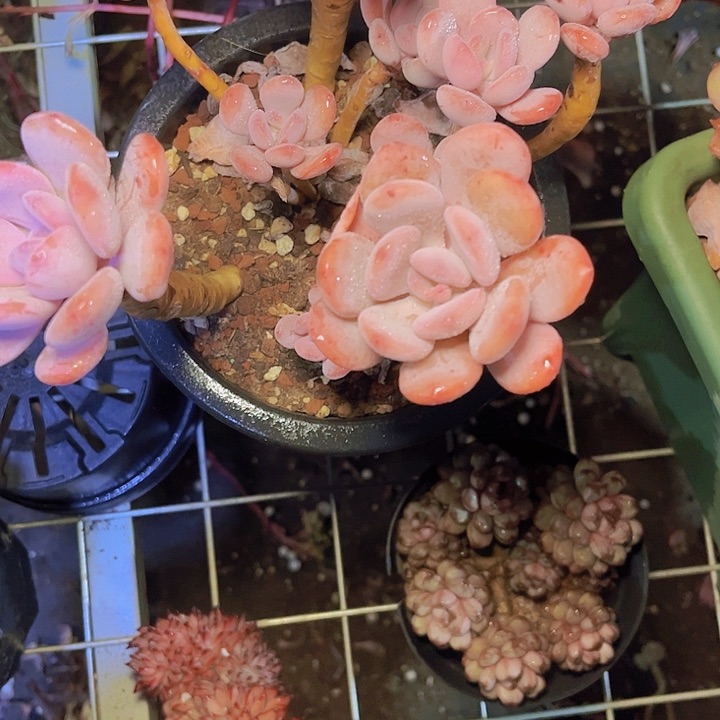 ?*晓在这片美丽土地下辛勤