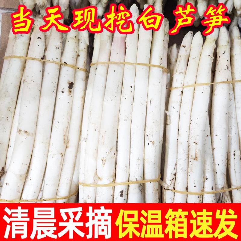 新鲜现挖白芦笋营养丰富嫩脆可口应季时令蔬菜山东菏泽农家特产