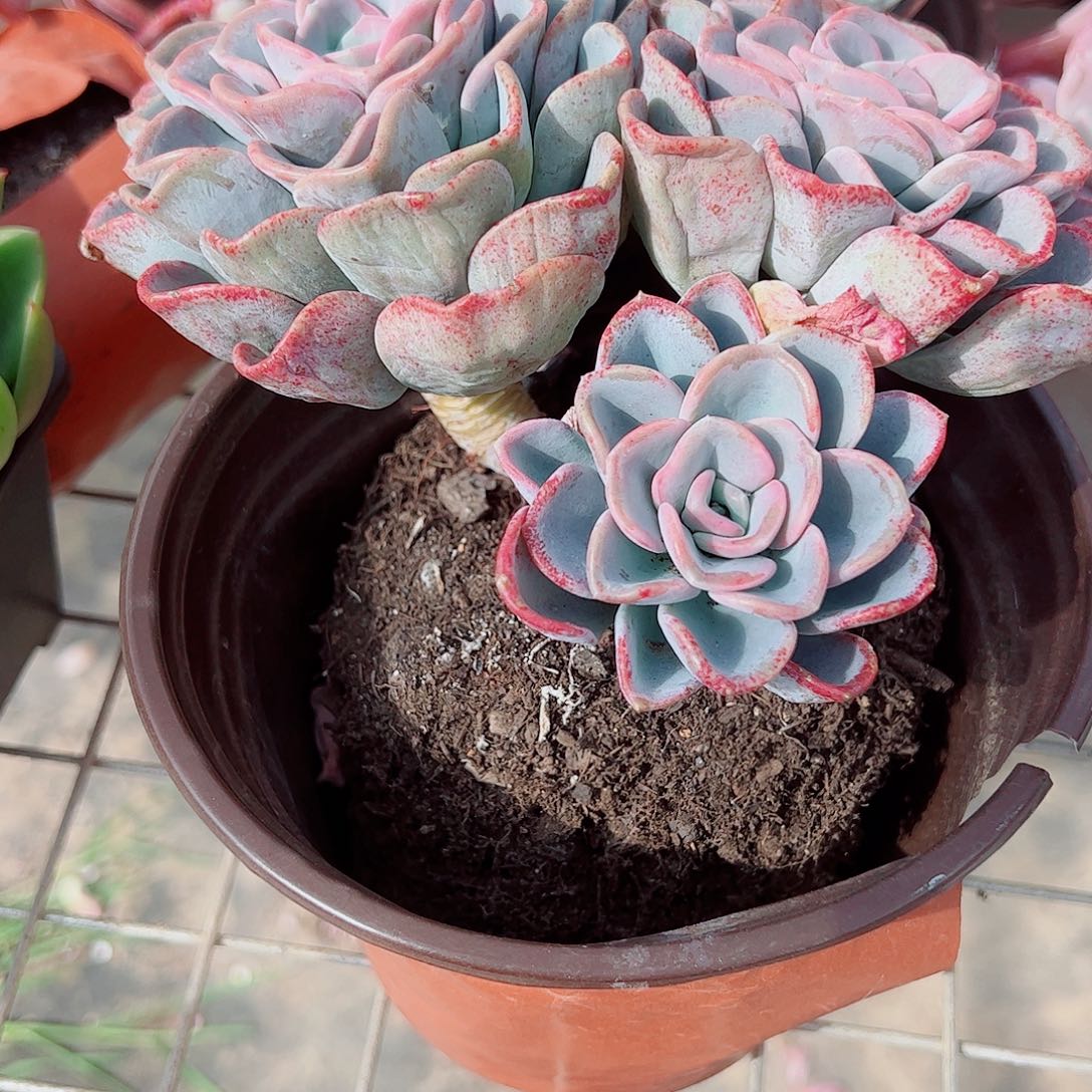 美尻多头群生精品特价