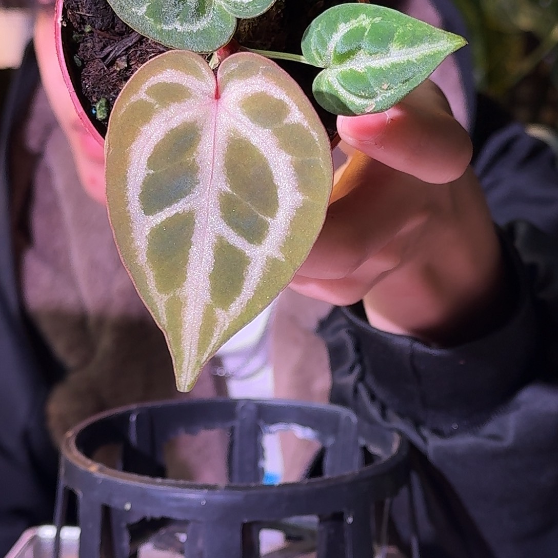 不开花植物G772铜锣烧杂skg银红