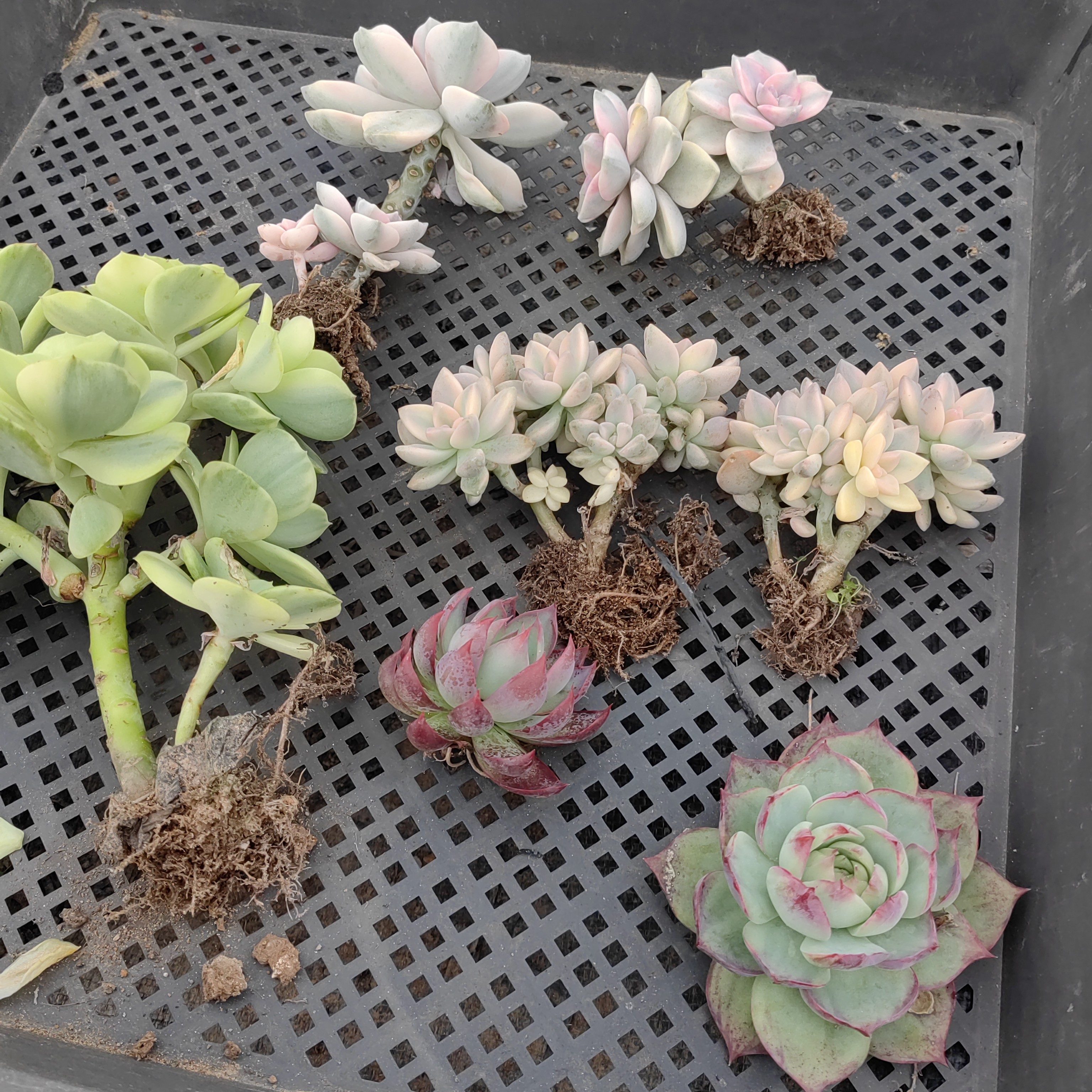 淡雪多肉植物上盆发货适合室内种植好养的绿植花卉