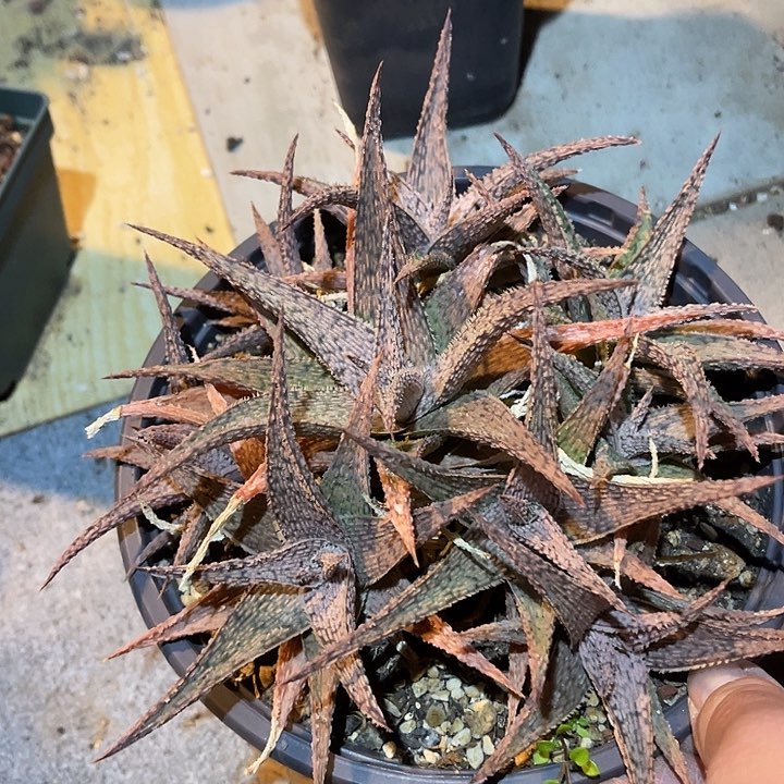 满38包邮2天凑单，脱土晾根发货多肉植物