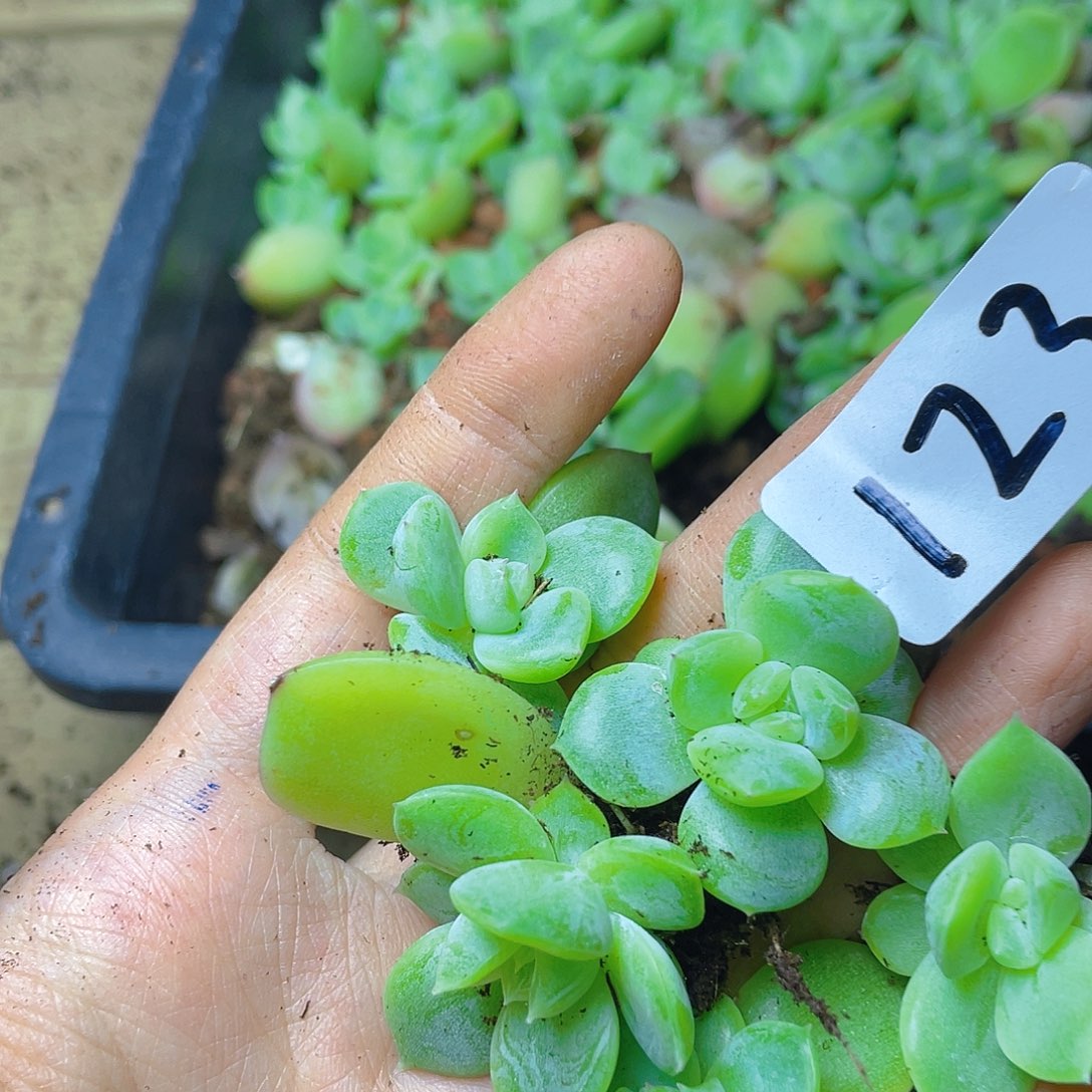 T***T多肉植物多肉植物123