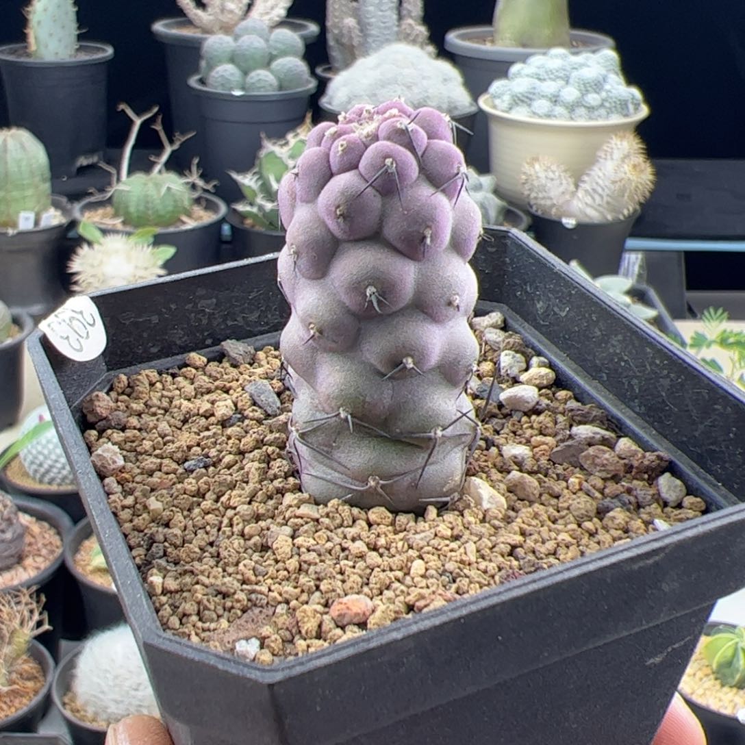 习志野实生一物一拍