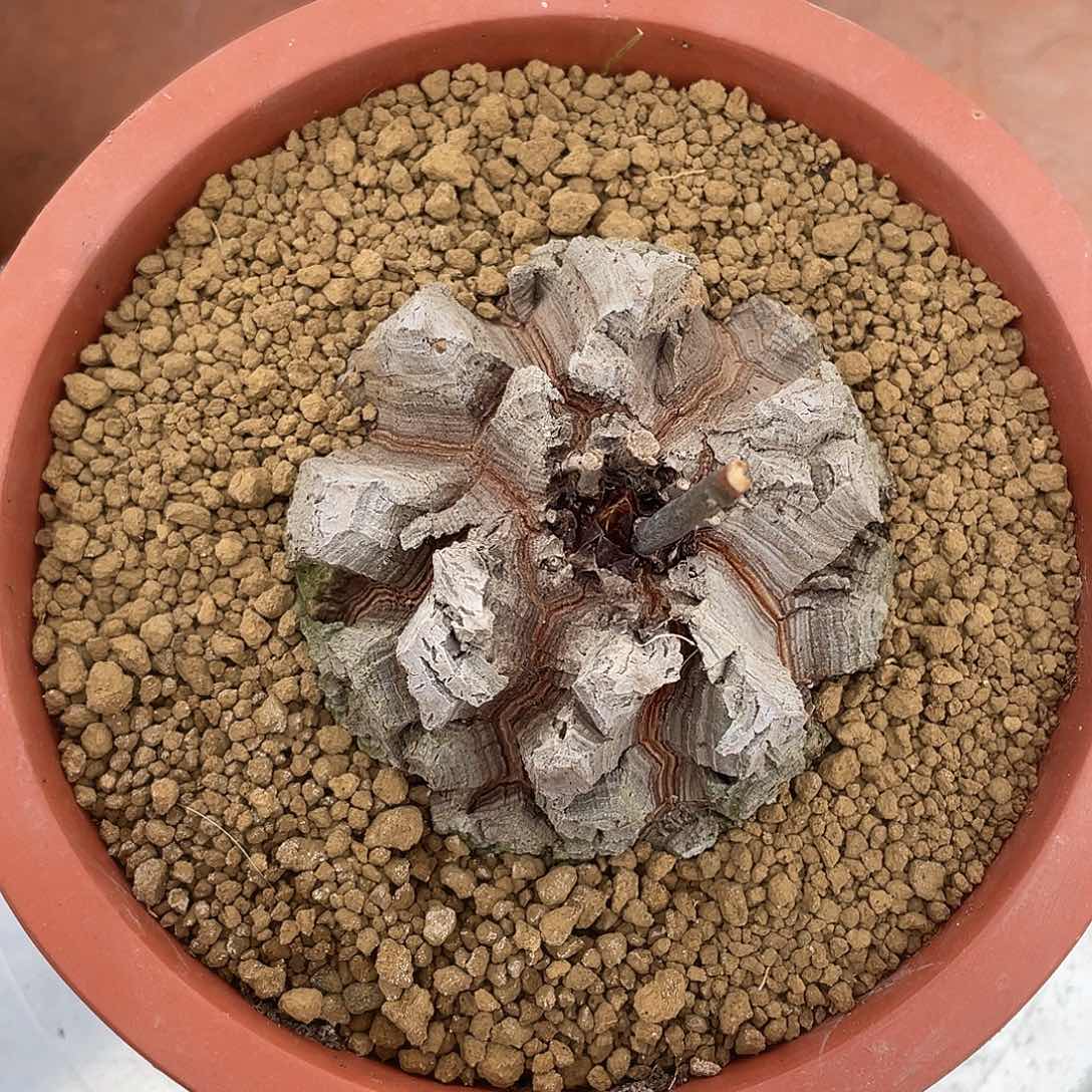 南非龟甲龙可带盆发货