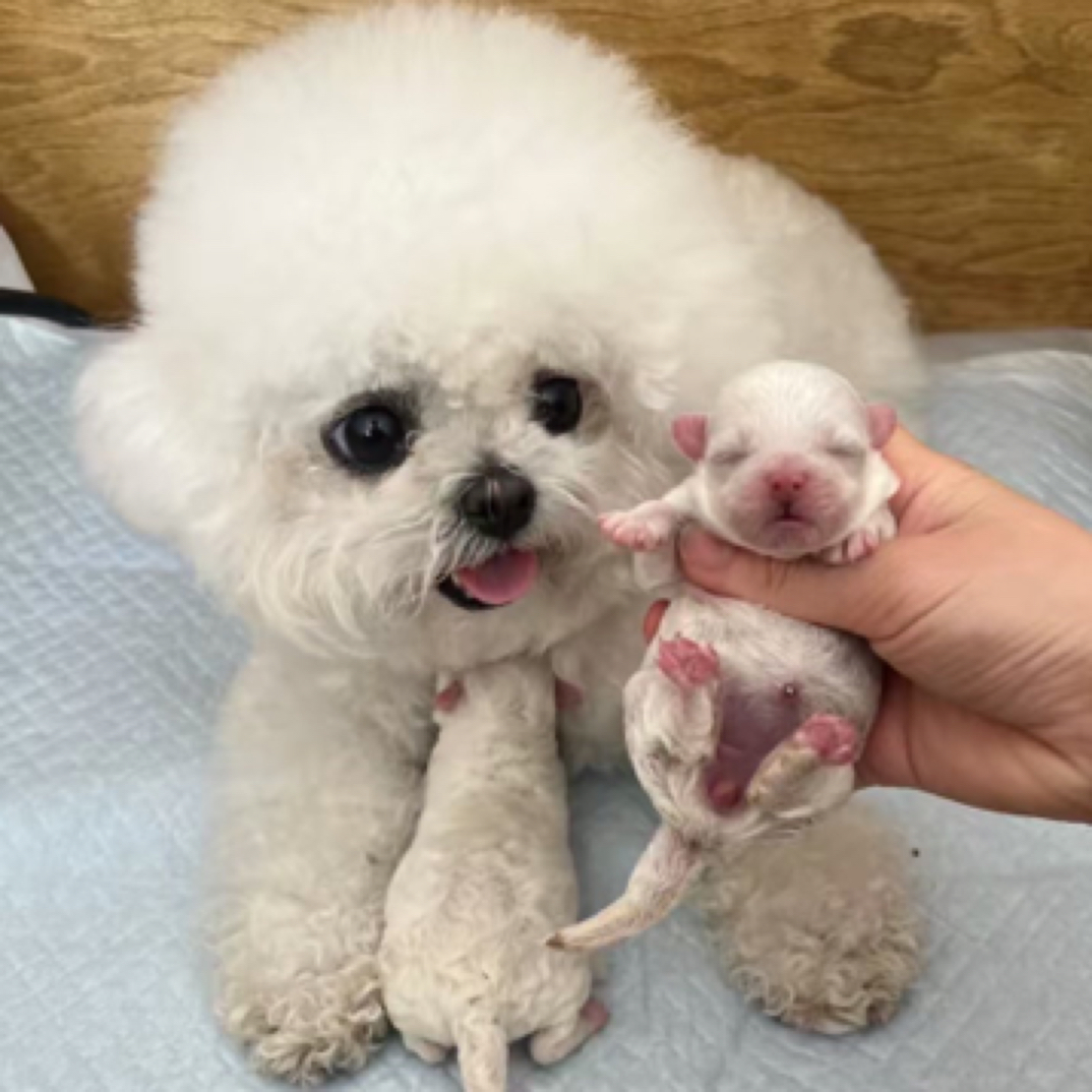 韩系小体比熊弟弟，犬瘟细小包一个月健康！疫苗三针打完了，