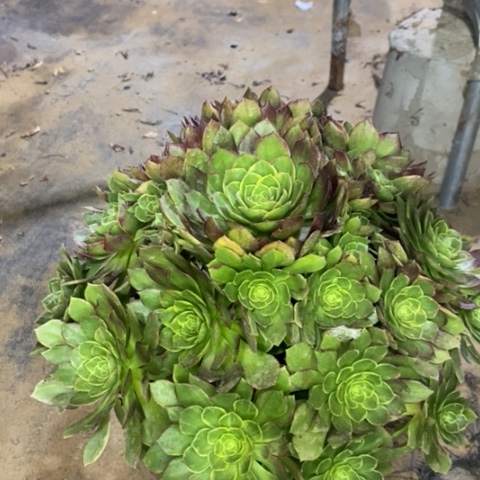 万黄多肉植物005