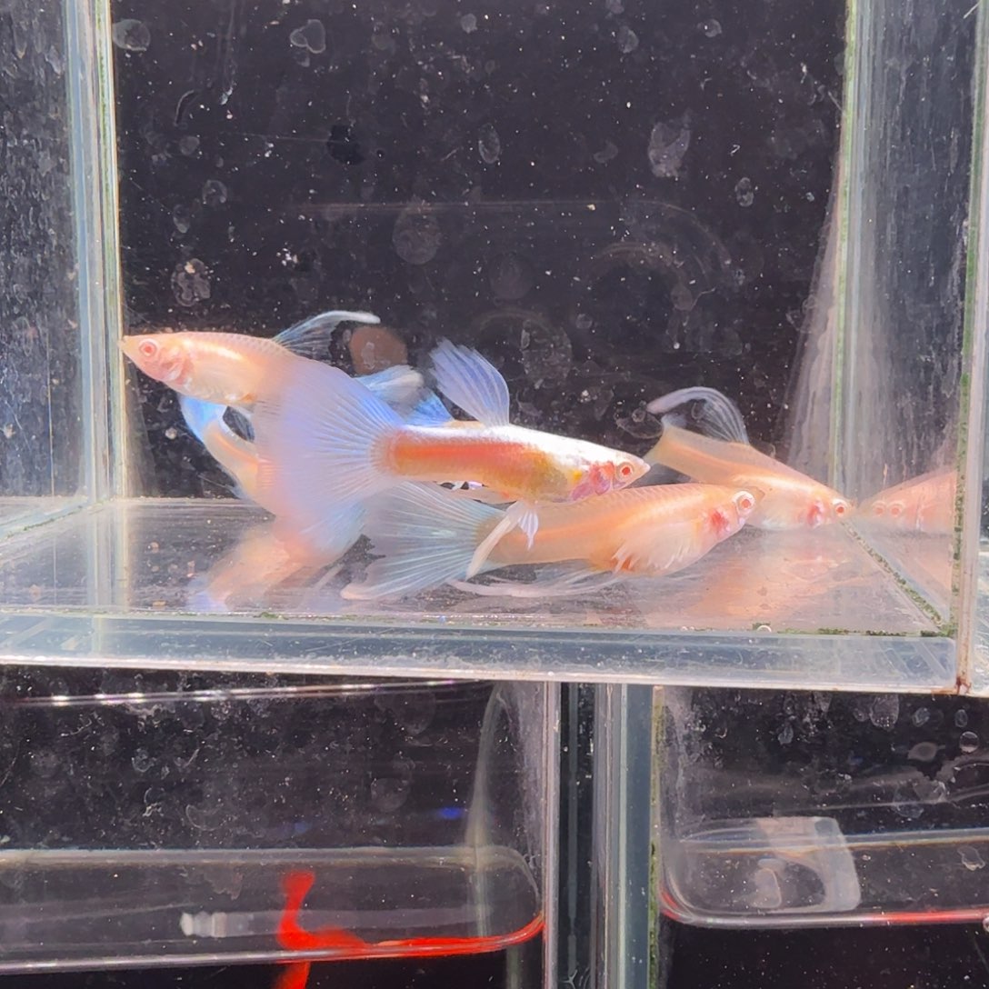 孔雀鱼蓝白3对尾扇有瑕疵