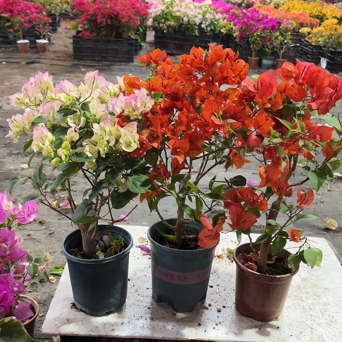 大部分花苞少量开放绿樱，红桑巴，夕阳红