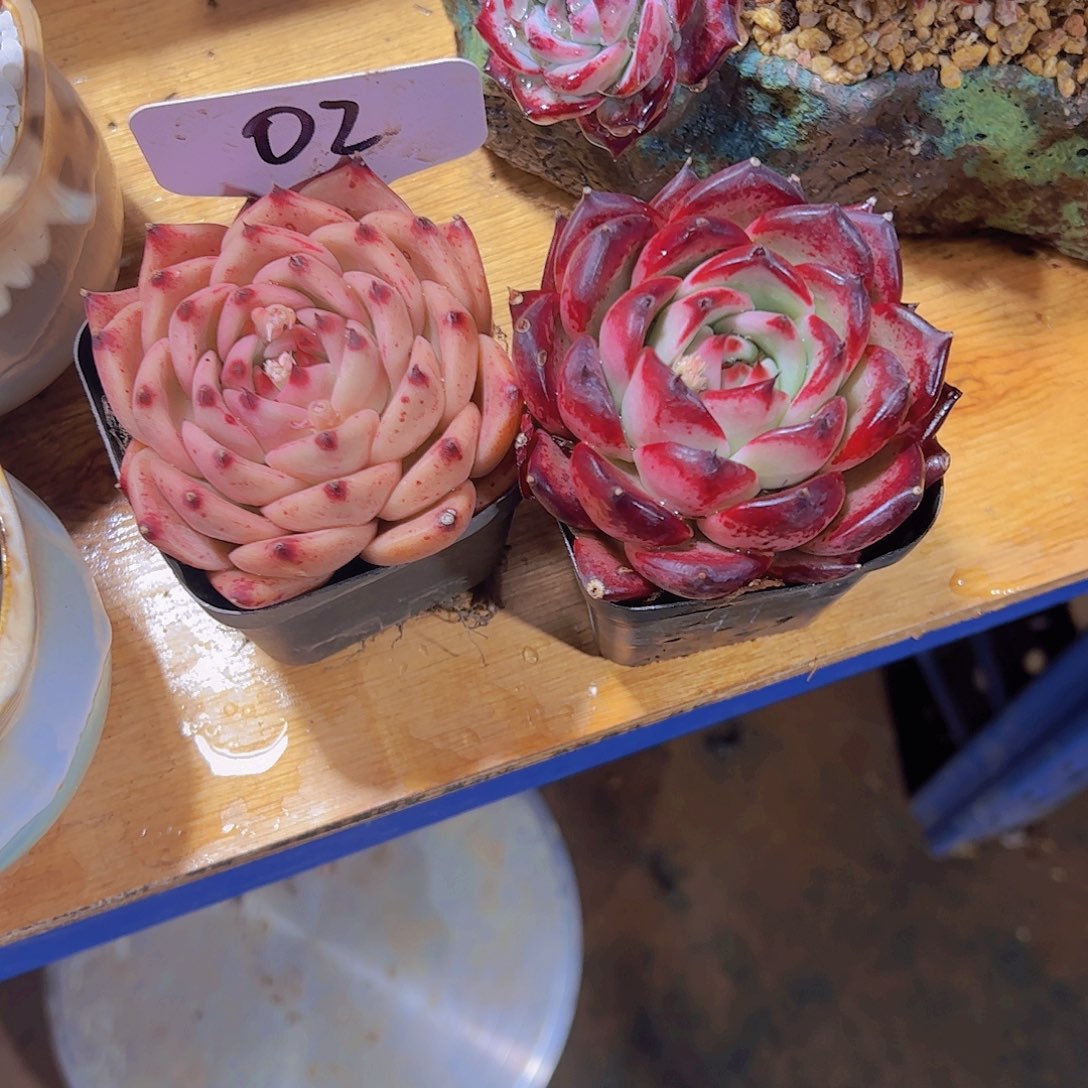 仙****）02罗密欧和香槟杂。。。。。。。。