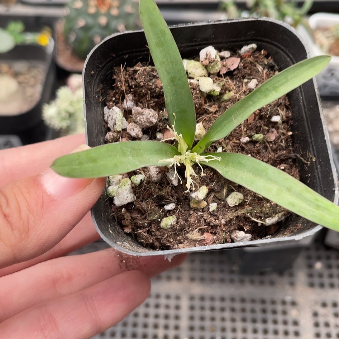 549特价丽金花（满18元包邮）