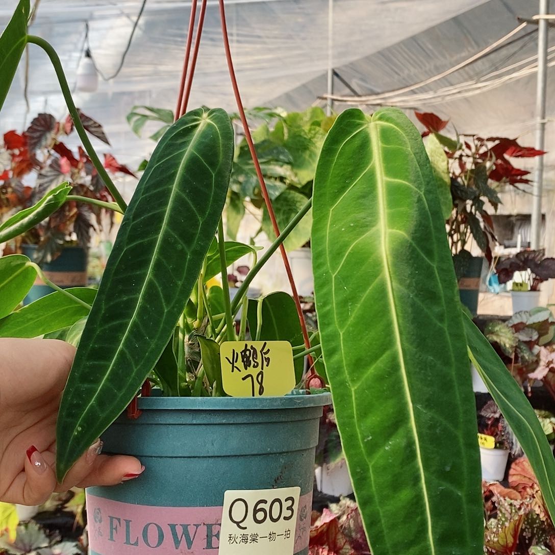 当前无花栽培后可以开花夏*秋海棠603