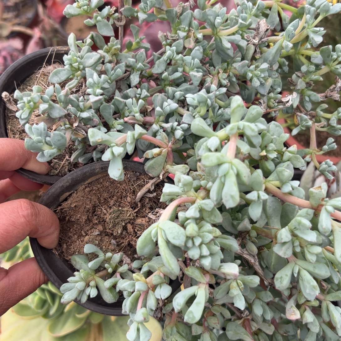 多肉植物多肉植物