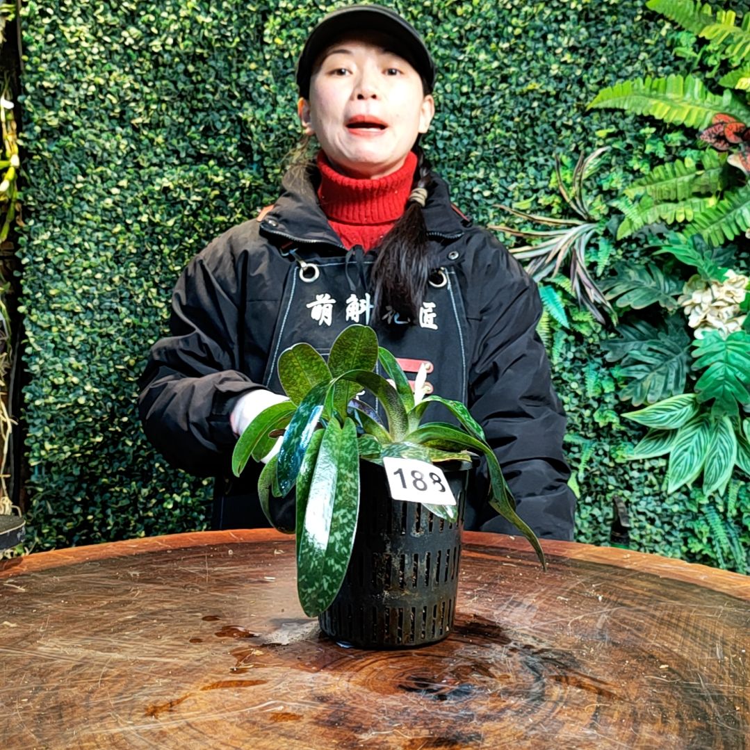 【闪购商品】188兜兰花