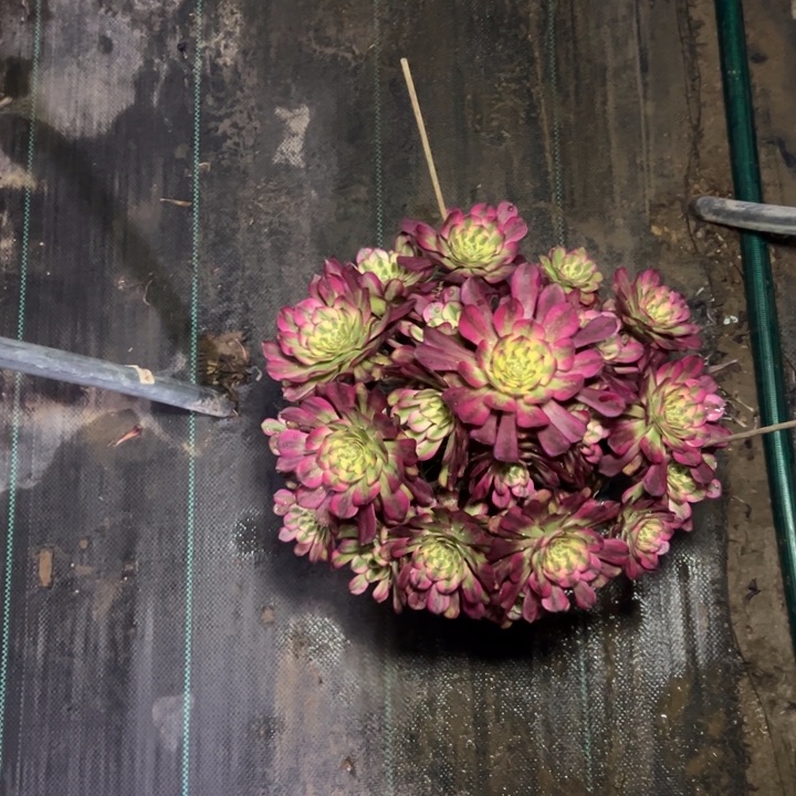 28舞多肉多肉多肉多肉