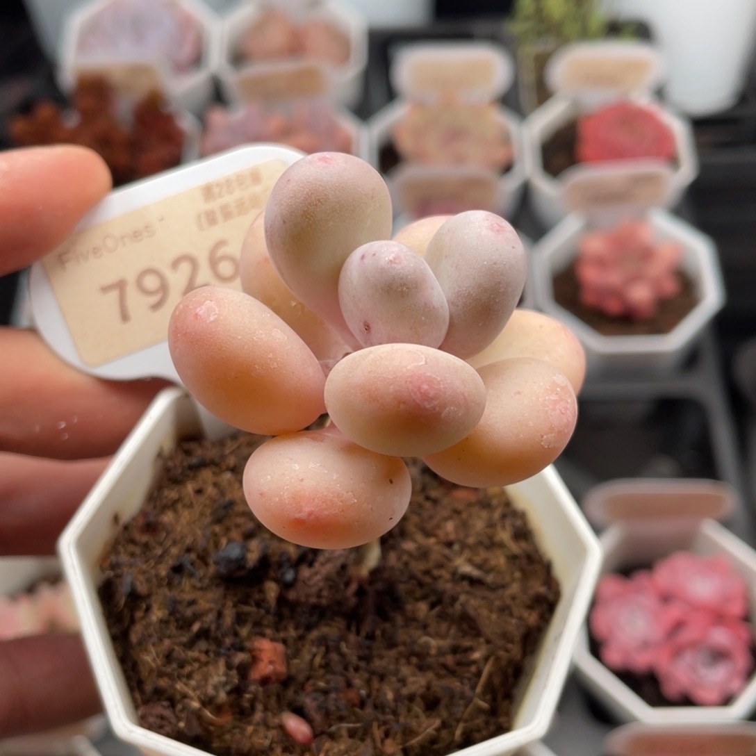 蛋黄奶酪7926脱土发