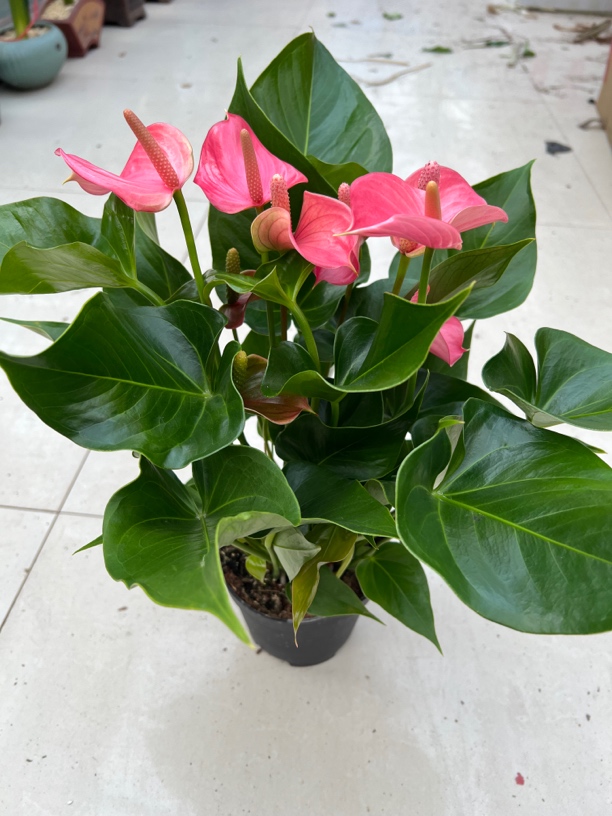 粉掌盆栽室内绿植花卉办公桌面防辐射净化空气好养绿植