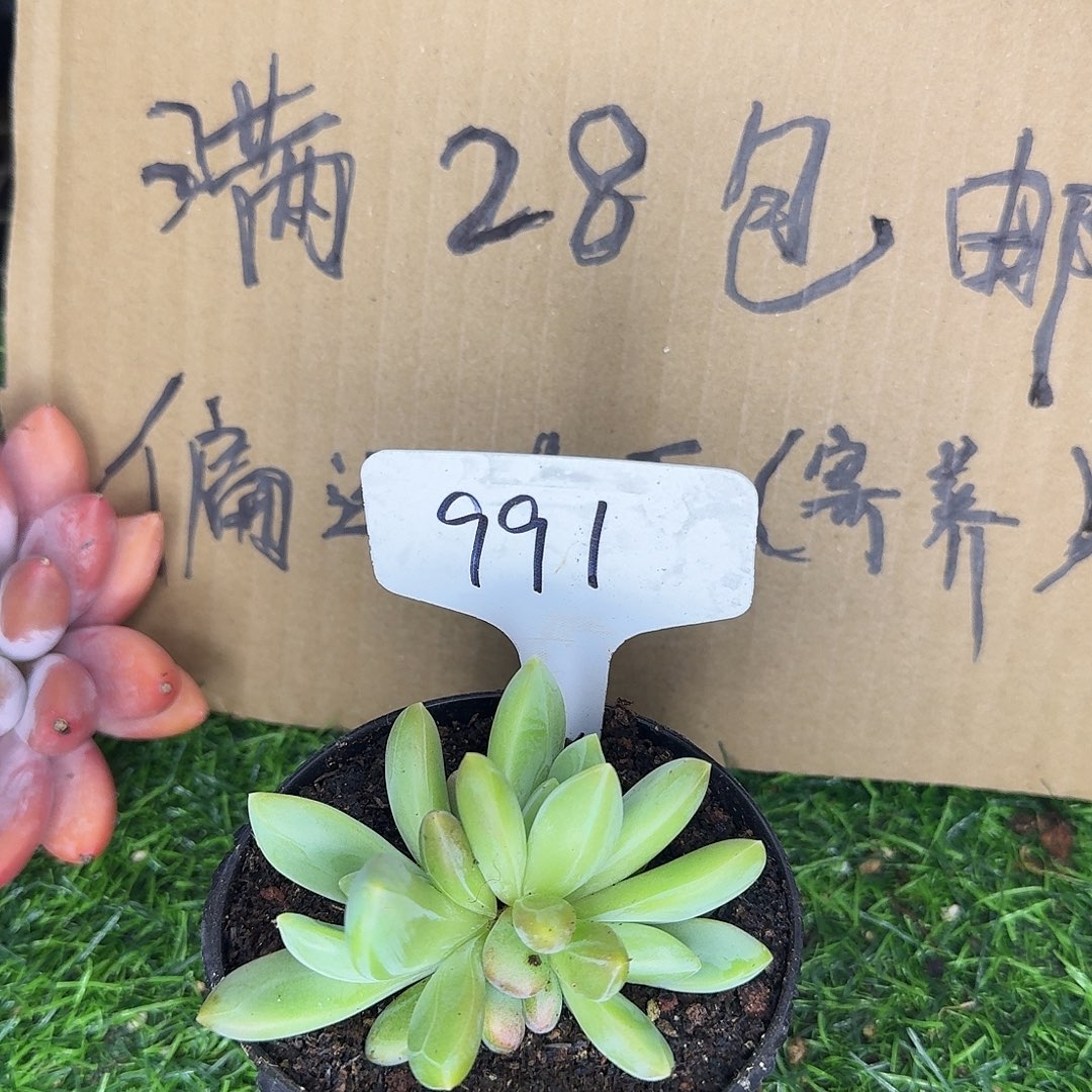 云南多肉小栈991朵唯奇